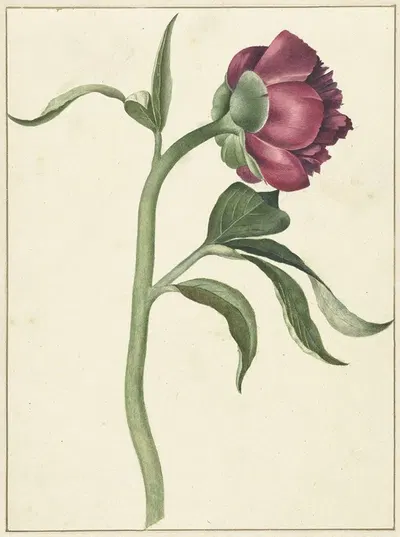 Bloem van de pioenroos by C.J. Kruimel, 1700 — digital art print download
