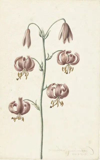Takje met roodbruine lelies by Catharina Lintheimer, 1725 — digital art print download