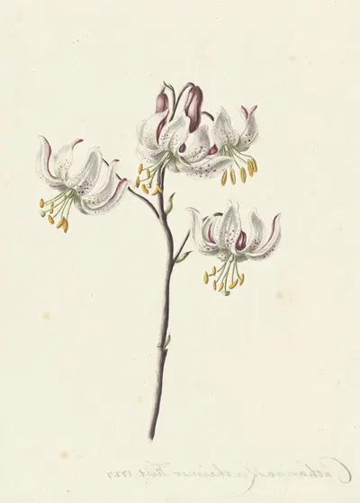 Takje met vier witte lelies by Catharina Lintheimer, 1727 — digital art print download