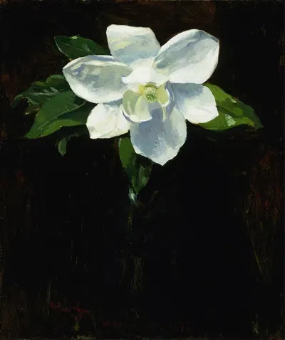 Magnolia by Charles Walter Stetson, 1895 — digital art print download