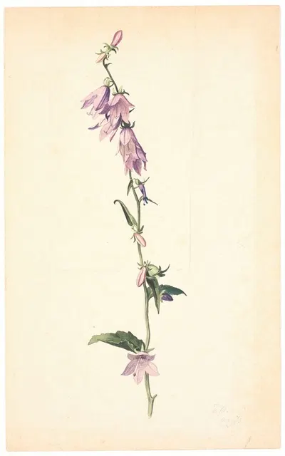 Campanula by Кристен Дальсгорд, 1873 — digital art print download