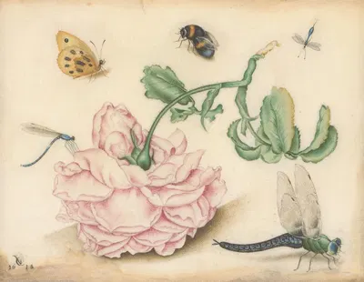 A Rose and Five Insects by Христоффель ван ден Берге, 1618 — digital art print download
