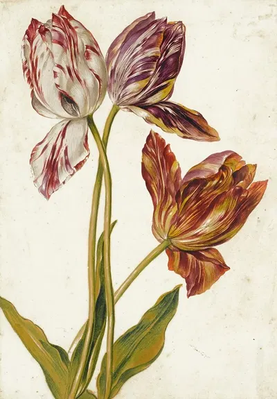 Tulips by Голландская школа — digital art print download