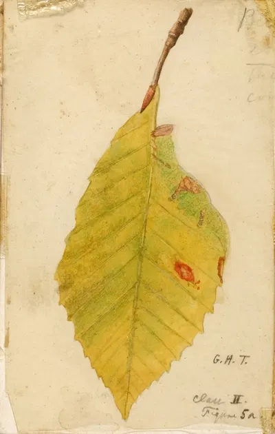 Crumpled and Withered Leaf Edge Mimicking Caterpillar by Emma Beach Thayer — digital art print download