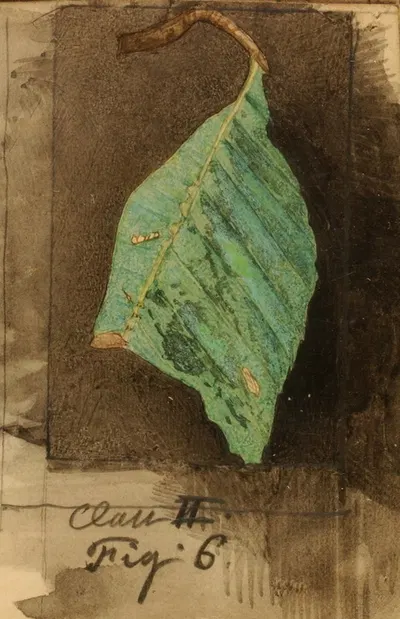 Smaller Spotted Beach Leaf Edge Caterpillar by Emma Beach Thayer — digital art print download