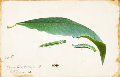 Unspotted Beach Leaf Edge Caterpillar, study for book Concealing Coloration in the Animal Kingdom by Emma Beach Thayer —…