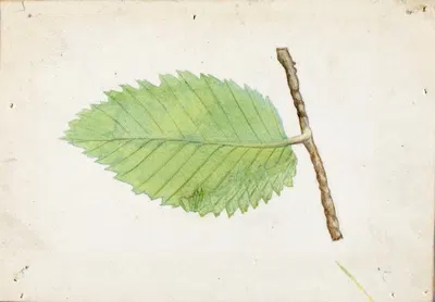 Jagged Leaf Edge Caterpillar by Emma Beach Thayer — digital art print download
