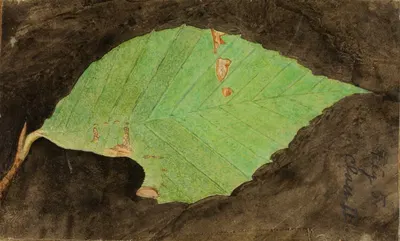 Smaller Spotted Beach Leaf Edge Caterpillar by Emma Beach Thayer — digital art print download