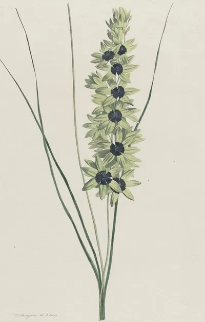 Afrikaanse iris (Ixia maculata viridis) by Hendrik Schwegman, 1793 — digital art print download