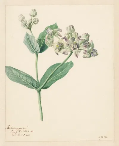 Calotropis by Hendrik Schwegman — digital art print download