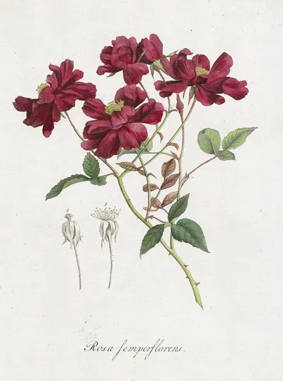 Chinese roos (Rosa chinensis Jacq. ) by Hendrik Schwegman, 1793 — digital art print download