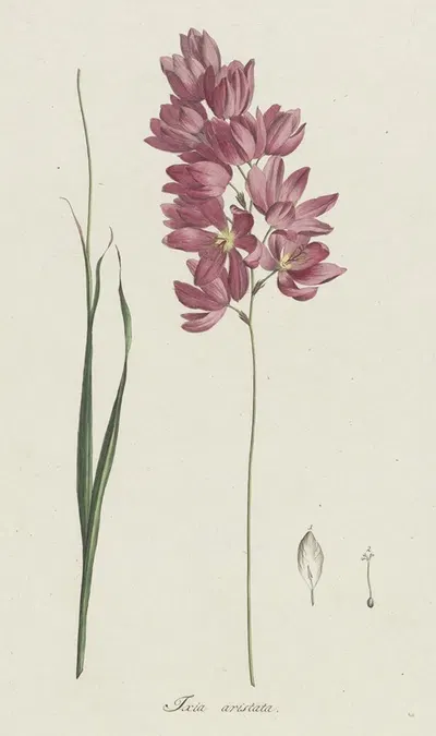 Ixia patens Aiton by Hendrik Schwegman, 1793 — digital art print download