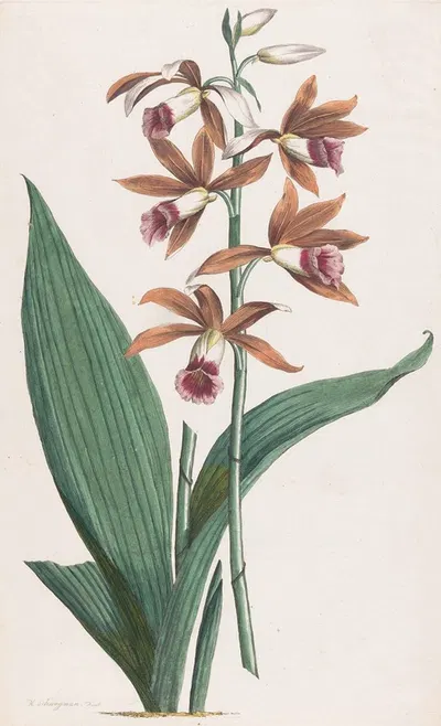 Moerasorchidee by Hendrik Schwegman, 1793 — digital art print download