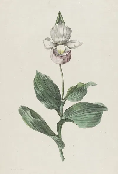 Orchidee Vrouwenschoentje (Cypripedium reginae Walter) by Hendrik Schwegman, 1793 — digital art print download