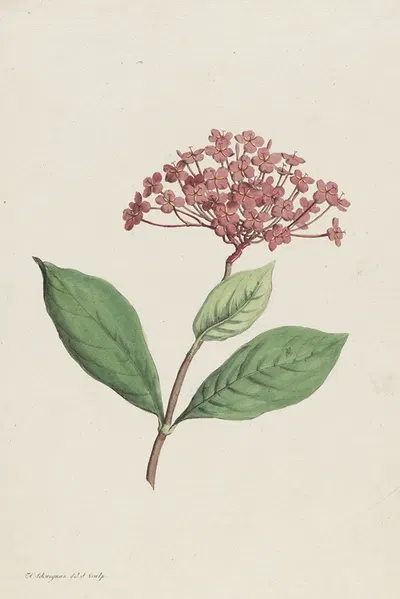 Pauwenkers (Ixora coccinea) by Hendrik Schwegman, 1793 — digital art print download