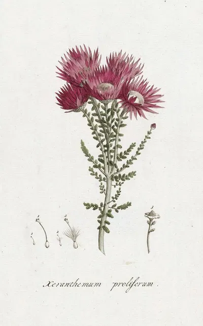 Phaenocoma prolifera by Hendrik Schwegman, 1793 — digital art print download