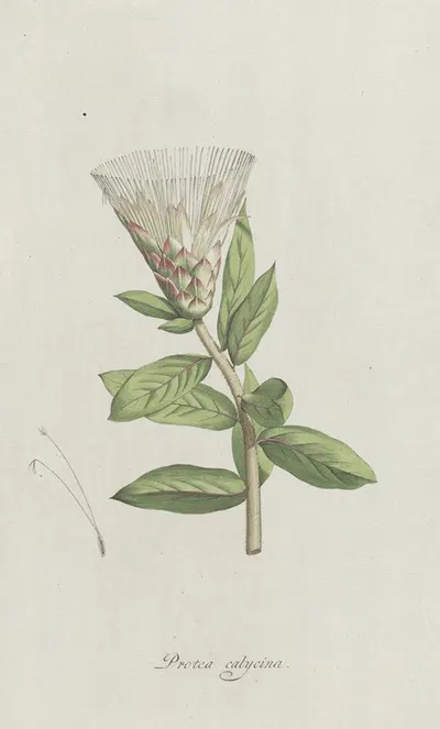 Protea by Hendrik Schwegman, 1793 — digital art print download