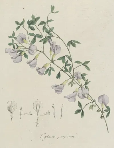 Purperen brem by Hendrik Schwegman, 1793 — digital art print download