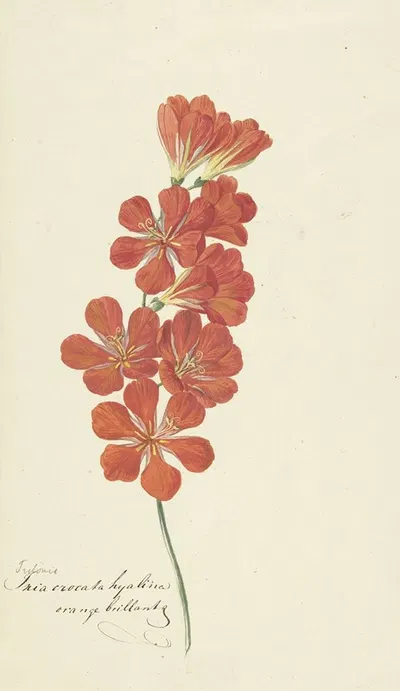 Tritonia Crocata by Hendrik Schwegman, 1780 — digital art print download
