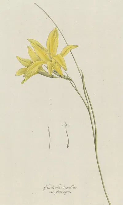 Zwaardlelie (Gladiolus carinatus Aiton) by Hendrik Schwegman, 1793 — digital art print download