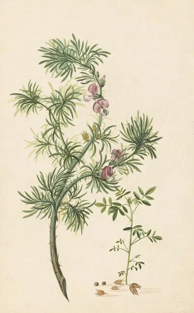 Aaronskelk (Genista aethiopica) by Herman Henstenburgh, 1685 — digital art print download