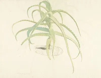 Aloë perfoliata by Херман Сафлевен, 1619 — digital art print download