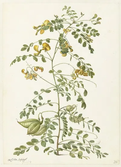 Blazenstruik (Colutea arborescens) by Херман Сафлевен, 1682 — digital art print download