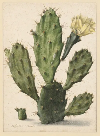 Bloeiende vijgcactus by Херман Сафлевен, 1683 — digital art print download