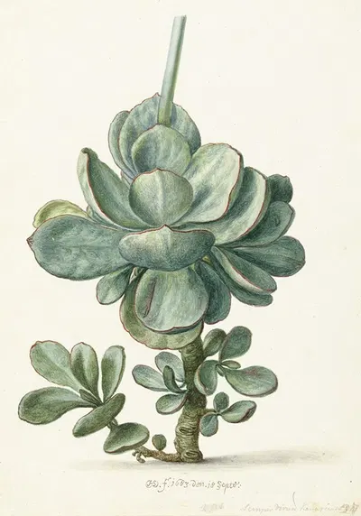 Vetplant (Cotyledon orbiculata) by Херман Сафлевен, 1683 — digital art print download