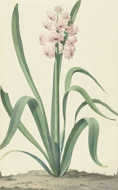 De roze hyacint Rex Rubrorum by Jan Augustini, 1762 — digital art print download