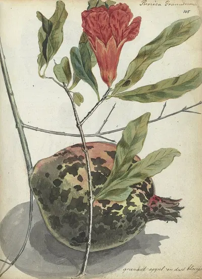 Granaatappel en bloesem by Jan Brandes — digital art print download