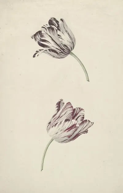 Twee wit-rode tulpen by Jan Jansz. van der Vinne, 1744 — digital art print download