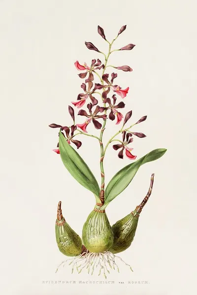 Epidendrum Macrochilum by James Bateman, 1837-1843 — digital art print download