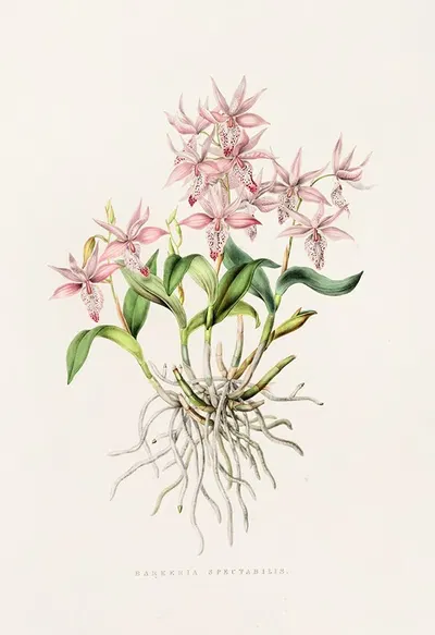 Barkeria Spectabilis by James Bateman, 1837-1843 — digital art print download