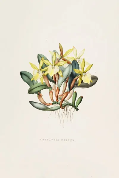 Brasavola Glauca by James Bateman, 1837-1843 — digital art print download
