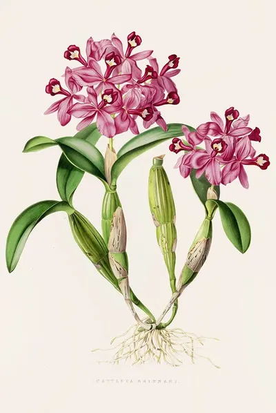 Cattleya Skinneri by James Bateman, 1837-1843 — digital art print download