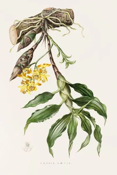 Chysis Loevis by James Bateman, 1837-1843 — digital art print download
