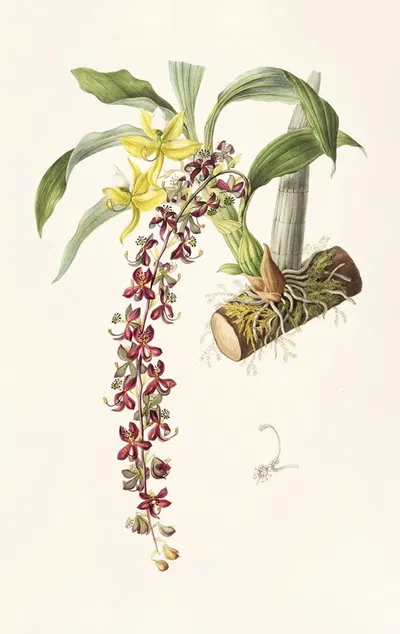 Cycnoches Egertonianum by James Bateman, 1837-1843 — digital art print download