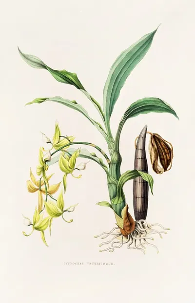 Cycnoches Ventricosum by James Bateman, 1837-1843 — digital art print download