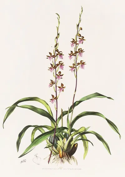 Cyrtochilum Bictoniense by James Bateman, 1837-1843 — digital art print download