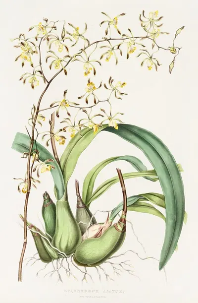 Epidendrum Alatum by James Bateman, 1837-1843 — digital art print download