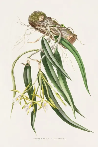 Epidendrum Aloifolium by James Bateman, 1837-1843 — digital art print download