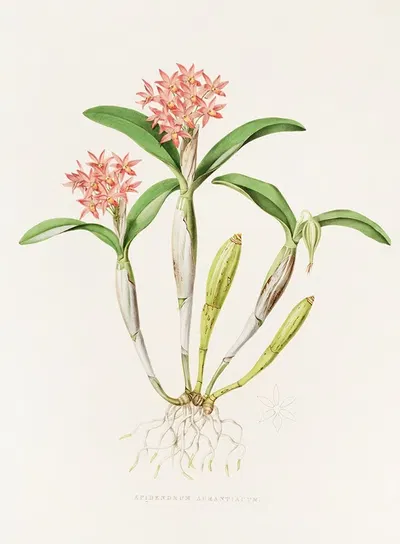 Epidendrum Aurantiacum by James Bateman, 1837-1843 — digital art print download