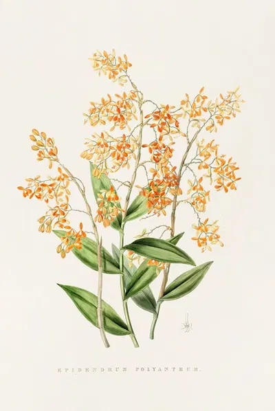Epidendrum Polyanthum by James Bateman, 1837-1843 — digital art print download