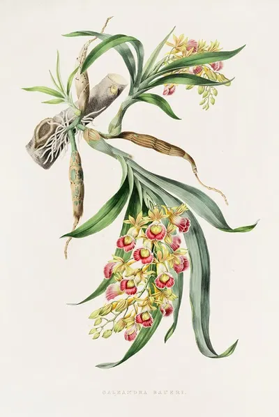 Galeandra Baueri by James Bateman, 1837-1843 — digital art print download