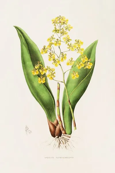Oncidium Cavendishianum by James Bateman, 1837-1843 — digital art print download