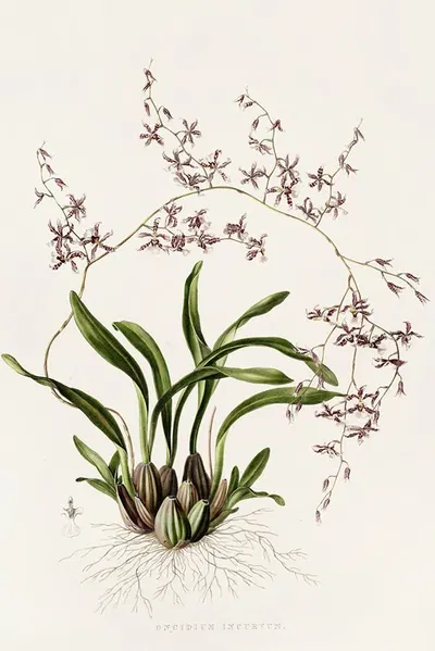 Oncidium Incurvum by James Bateman, 1837-1843 — digital art print download