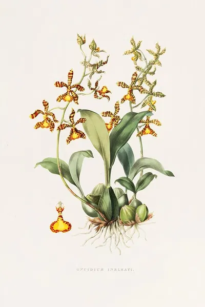 Oncidium Insleayii by James Bateman, 1837-1843 — digital art print download