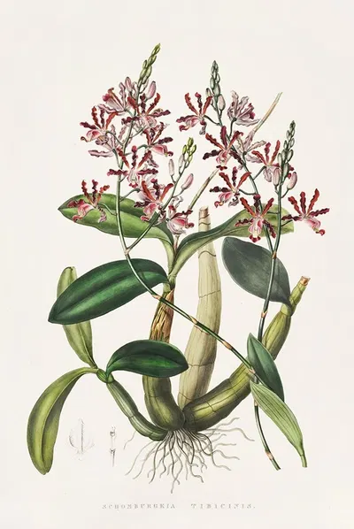 Shomburgkia Tibicinis by James Bateman, 1837-1843 — digital art print download