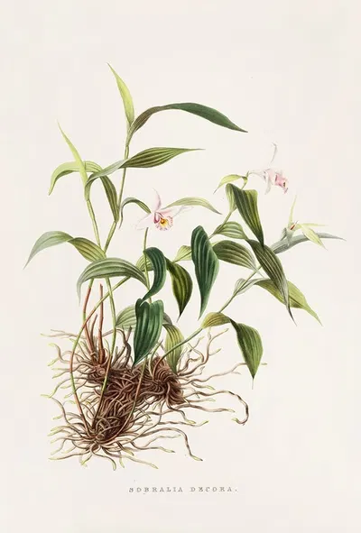 Sobralia Decora by James Bateman, 1837-1843 — digital art print download